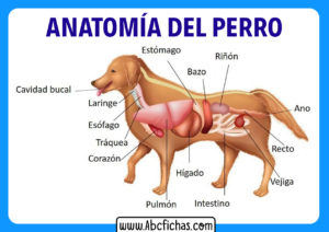 Las partes de un perro