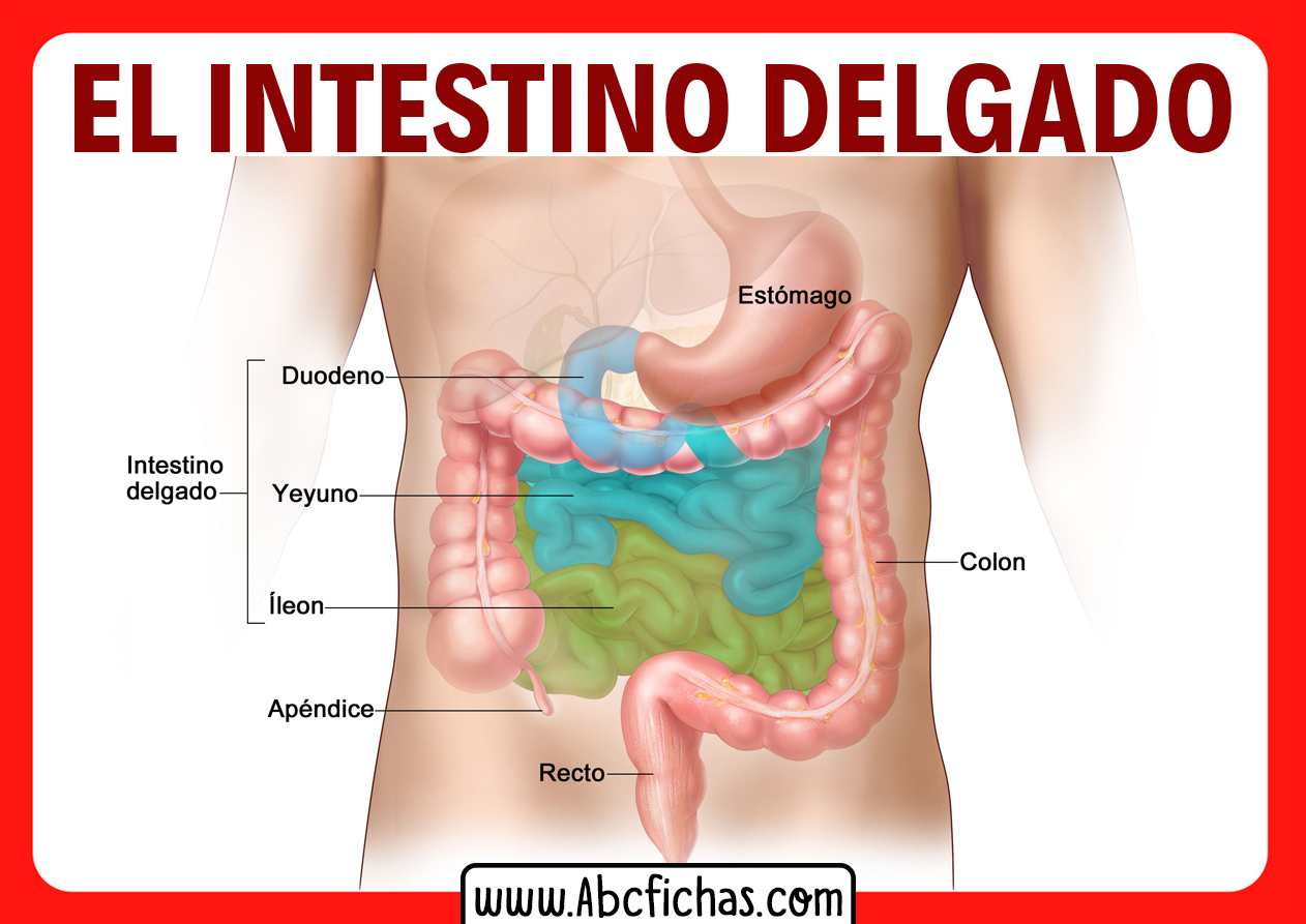 Las Partes Del Intestino Delgado ABC Fichas