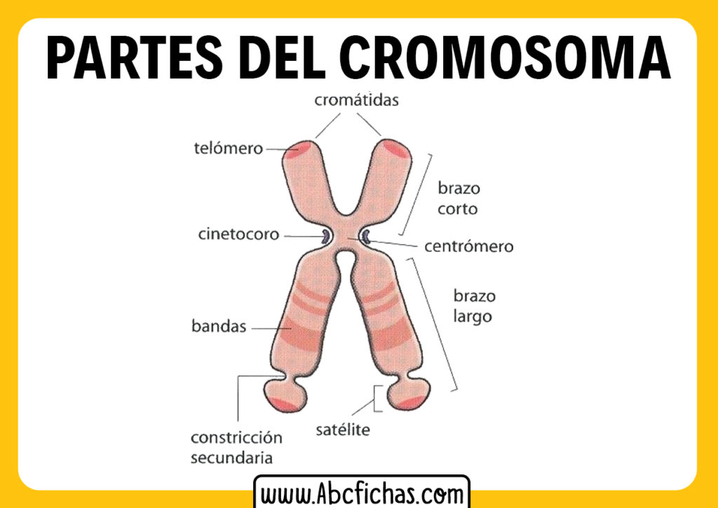 Cuanto cromosomas tiene un ser humano