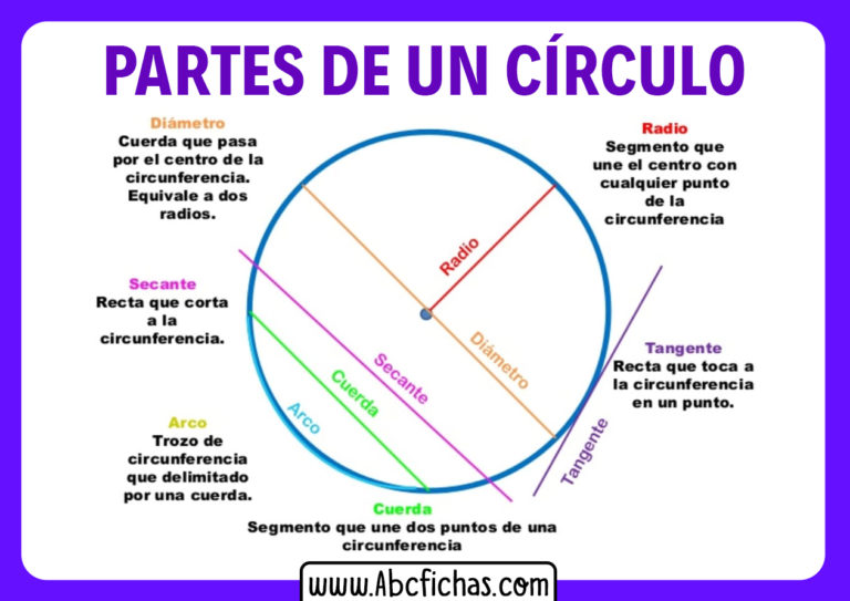 Estructura Y Partes Del Círculo Y De La Circunferencia