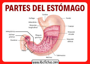 Las partes del estomago