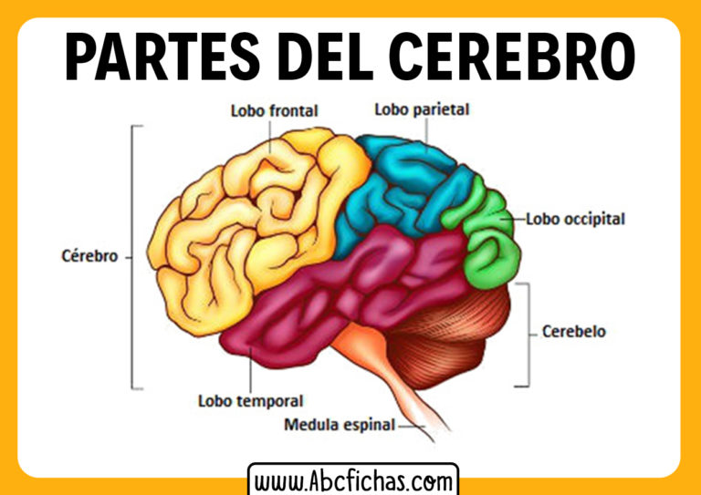 Lobulos Del Cerebro - ABC Fichas