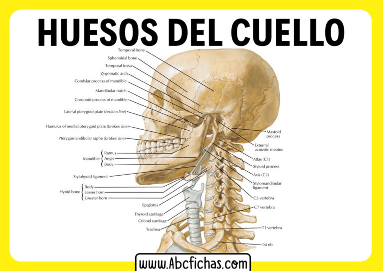 Anatomía Y Huesos Del Cuello Y Las Cervicales 5344