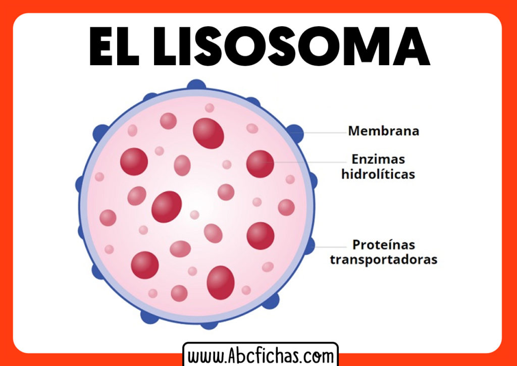 Los Lisosomas Partes Y Estructura Abc Fichas