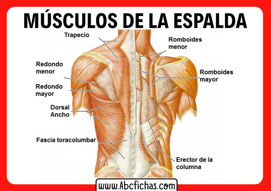 Los Músculos De La Espalda Anatomía Muscular De La Espalda 6838