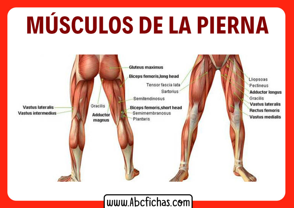 Anatomía De Los Músculos De Las Piernas Sistema Muscular 4187