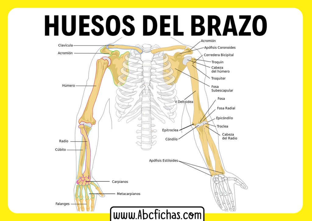 Los Huesos Del Brazo - ABC Fichas