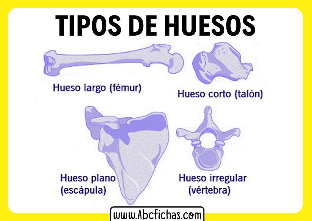 Clasificacion Y Tipos De Huesos Abc Fichas – Themeloader