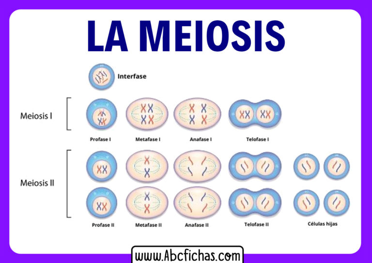 Qué es la Meiosis y cuales son las fases de la Meiosis.