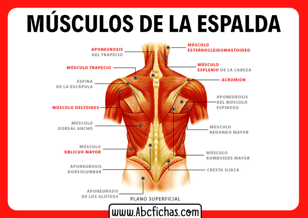 Los Músculos De La Espalda Anatomía Muscular De La Espalda 5355