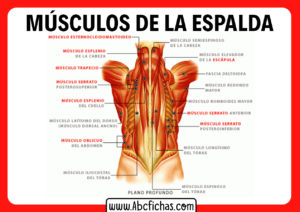 Musculos de la espalda humana