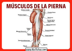 Musculos de la pierna