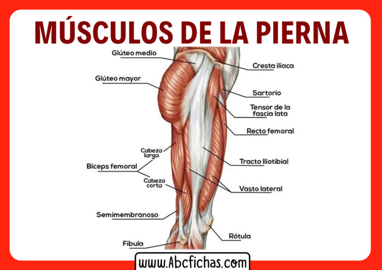 Anatomía De Los Músculos De Las Piernas Sistema Muscular 