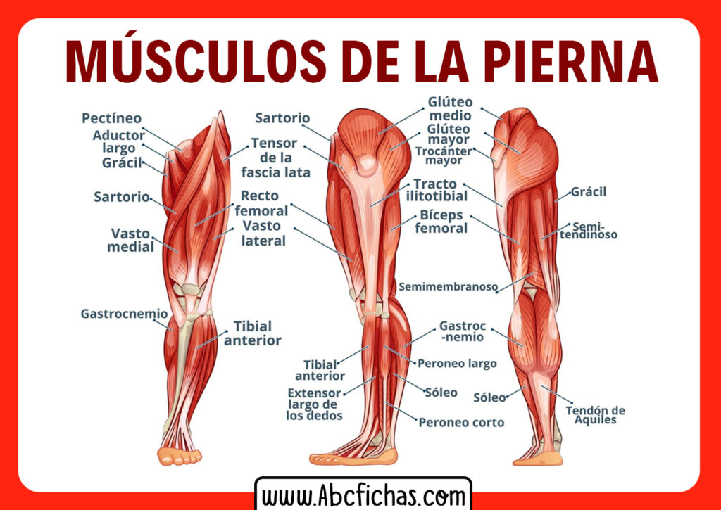 Anatomía De Los Músculos De Las Piernas Sistema Muscular 5103