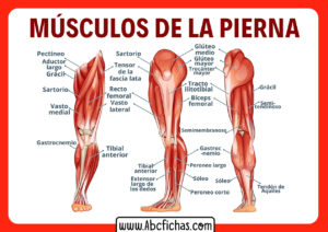 Musculos de las piernas