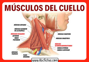 Musculos del cuello