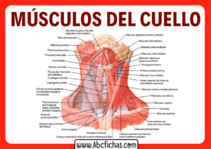 Musculos del cuello anterior