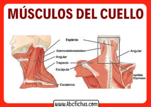 Musculos del cuello anterior y posterior