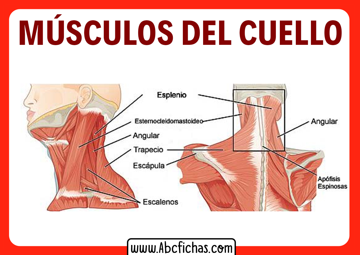 Musculos Del Cuello Anterior Y Posterior Abc Fichas 3879