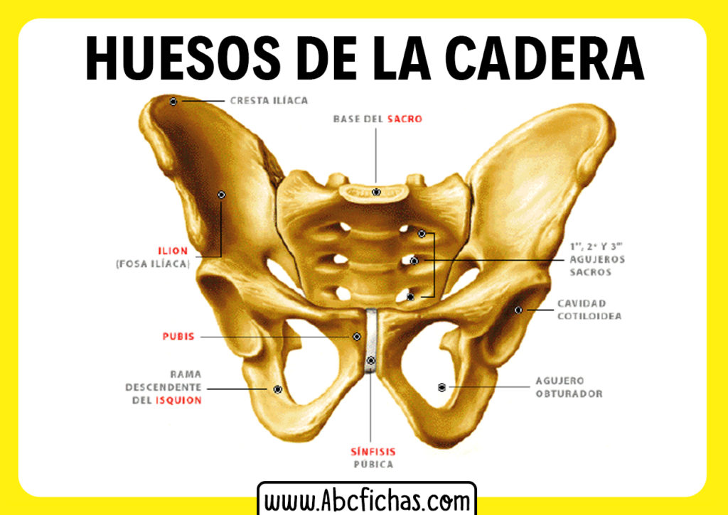 Nombres De Los Huesos De La Cadera Abc Fichas 8371