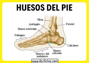 Nombres de los huesos del pie