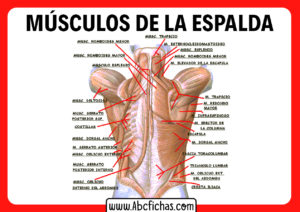 Nombres de los musculos de la espalda