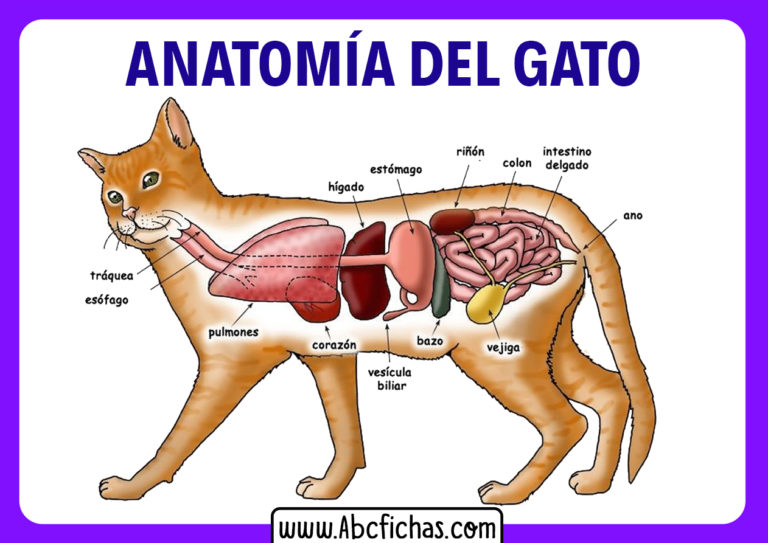 Anatomía Interna De Un Gato