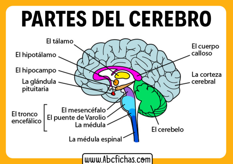 Estructura Interna, Funciones Y Las Partes Del Cerebro