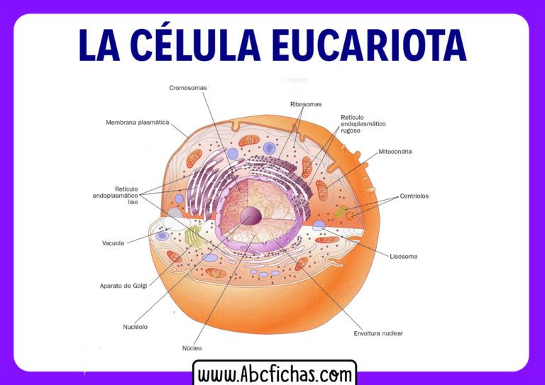 Anatomia Del Cromosoma Y Sus Partes Abc Fichas Reverasite Sexiz Pix