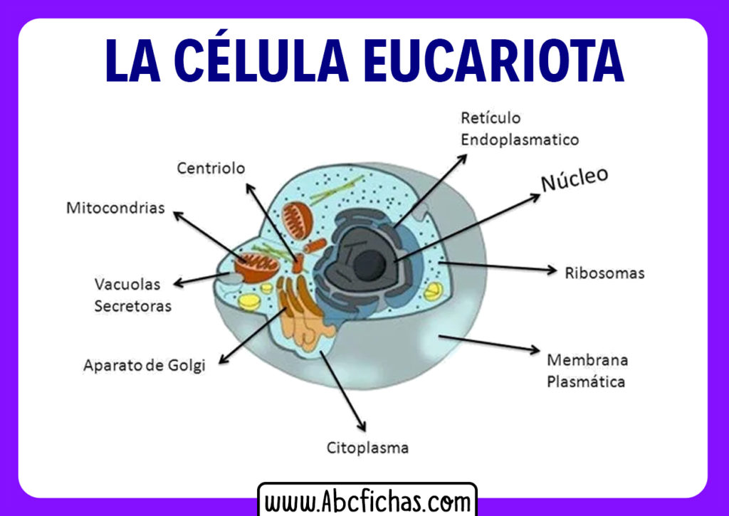 Estructura Interna Y Partes De La Célula Eucariota