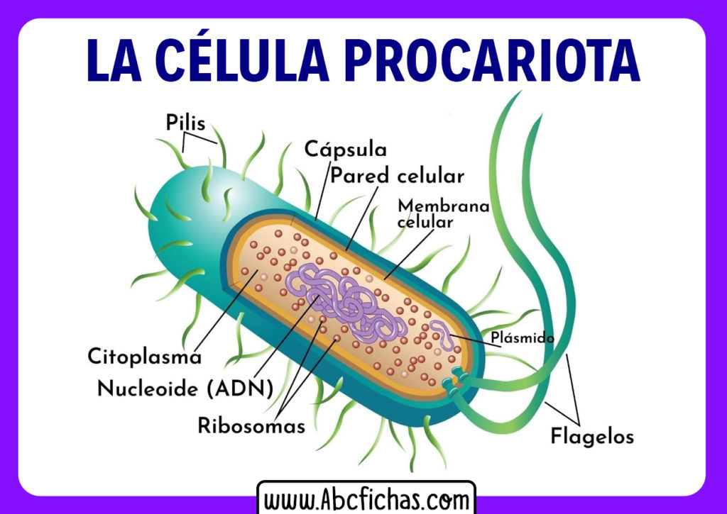 Anatomía Interna Y Partes De La Célula Procariota