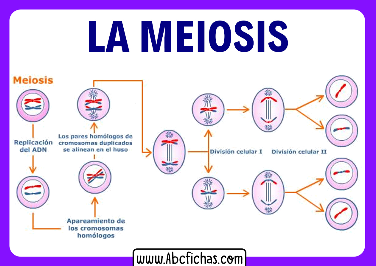 Partes de la meiosis - ABC Fichas