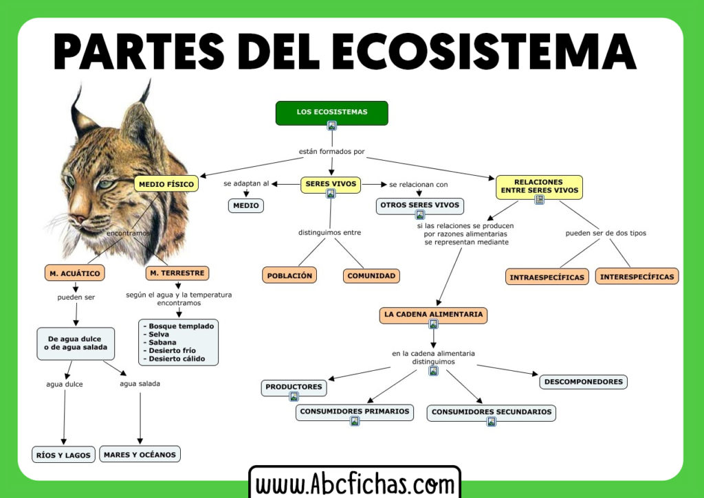 Partes De Un Ecosistema Abc Fichas