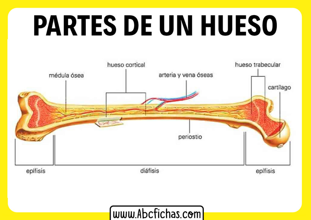 Partes De Un Hueso Abc Fichas 9399