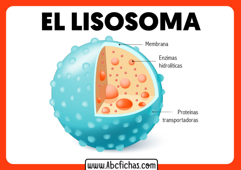 Anatomía, fisionomía y Funciones del Lisosoma