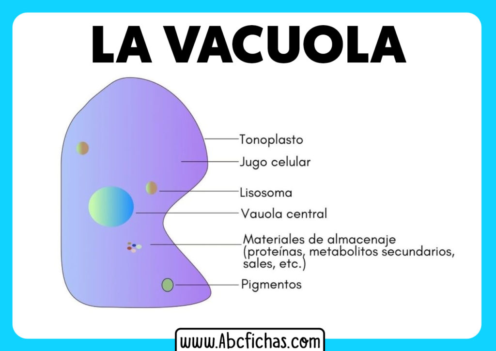 Función y Estructura de la Vacuola