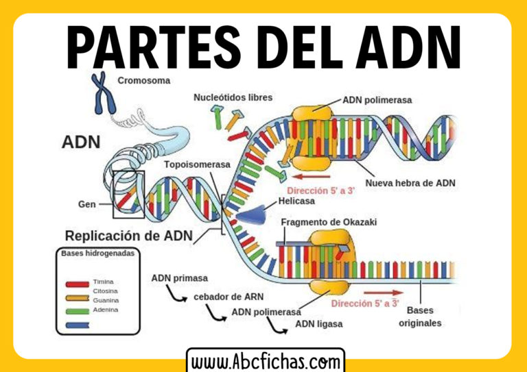 Partes Del Adn - ABC Fichas