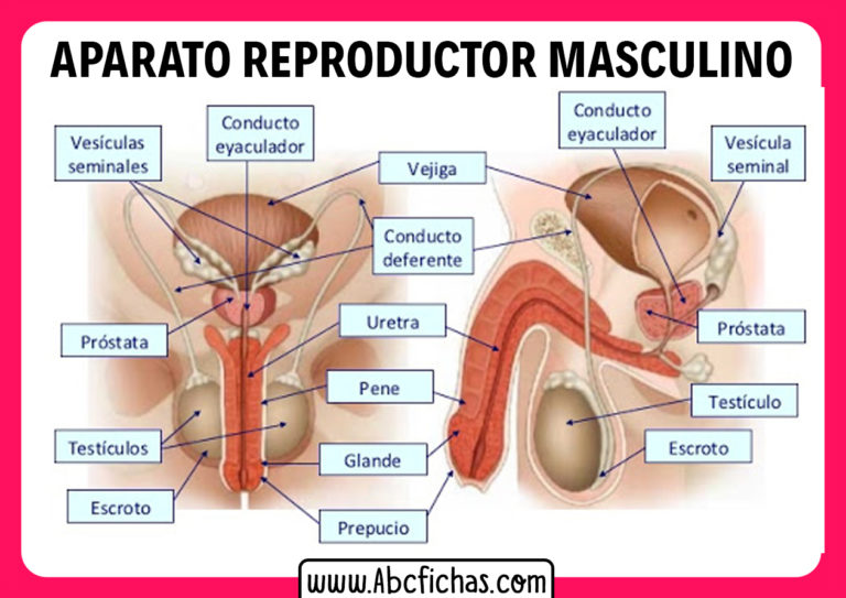 Partes Del Aparato Reproductor Masculino Abc Fichas