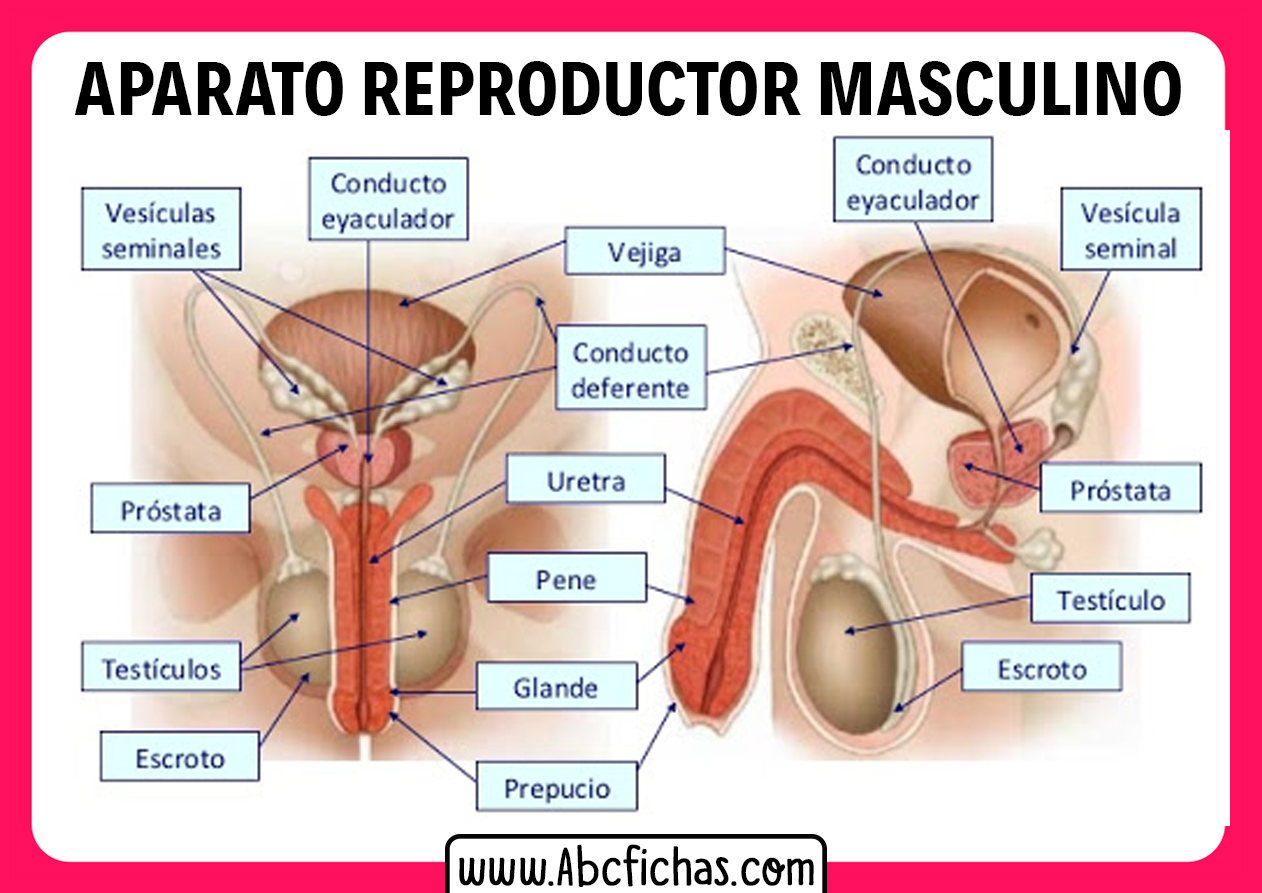 https://www.abcfichas.com/wp-content/uploads/2021/06/Partes-del-Aparato-Reproductor-Masculino.jpg