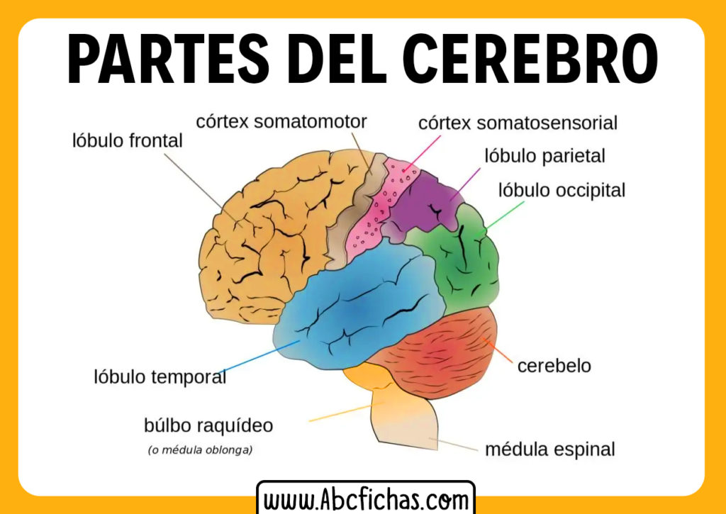 Partes Do Cerebro