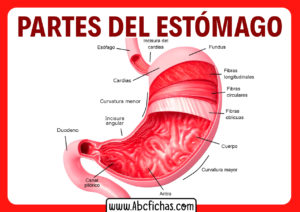 Anatomía interna, función y partes del Estómago