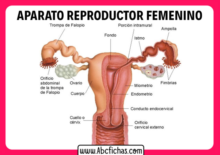 Partes Del Aparato Reproductor Femenino Abc Fichas 9516