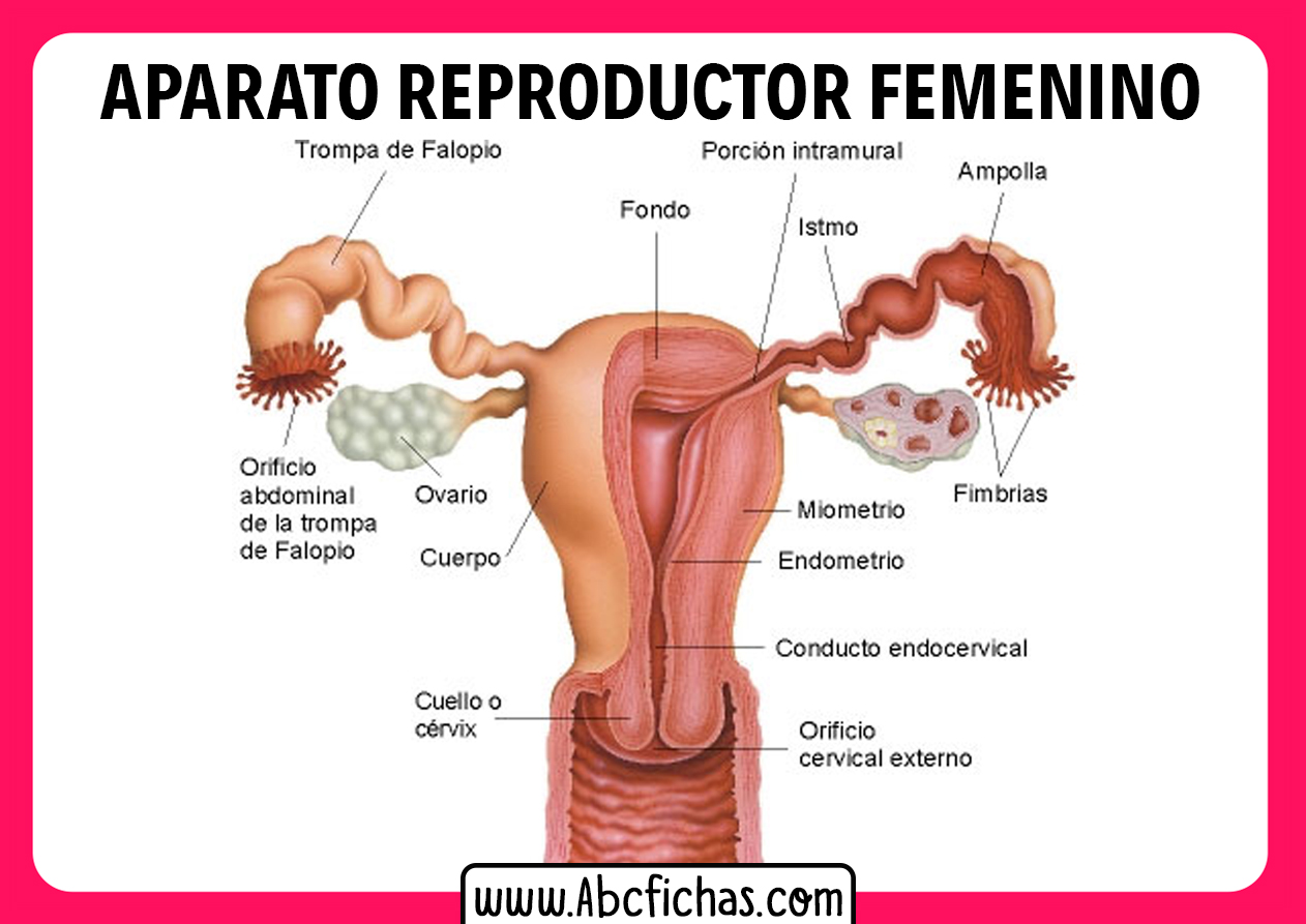Esquema Del Aparato Reproductor Femenino Copia Farmacosalud The Best