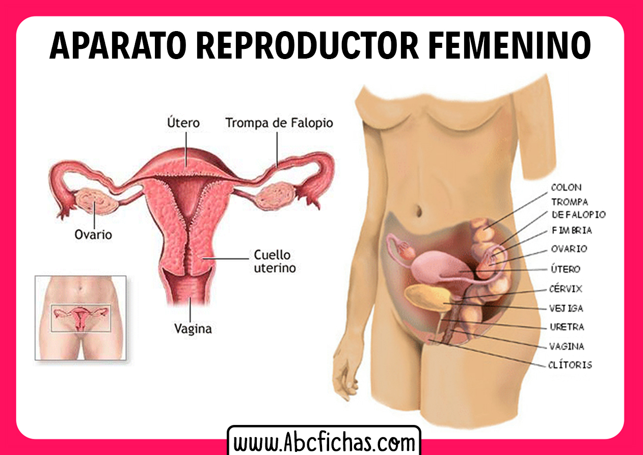 Partes Del Sistema Reproductor Femenino Abc Fichas 8965