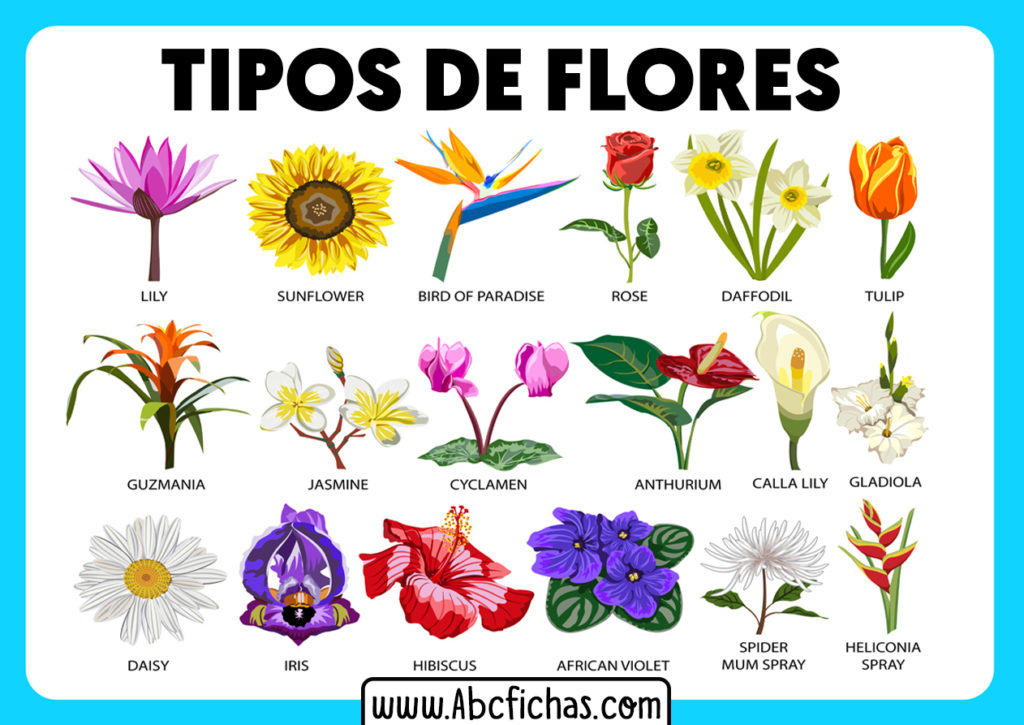 Tipos De Flores - ABC Fichas