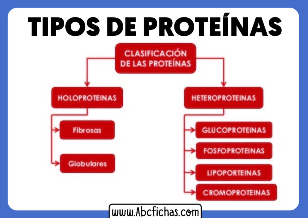 Proteinas Que Son Caracteristicas Clasificacion Y Ejemplos Images Hot Sex Picture 1293