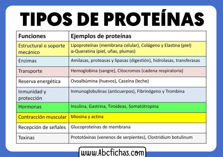 Tipos Y Ejemplos De Proteinas Abc Fichas 0102