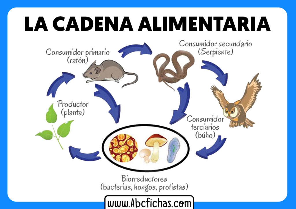 La Cadena Alimenticia O Trófica - ABC Fichas