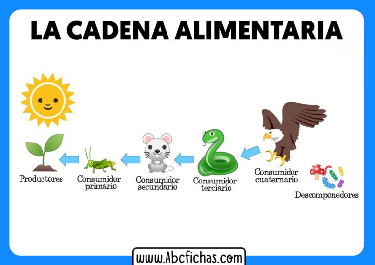 La Cadena Alimenticia O Trófica - ABC Fichas