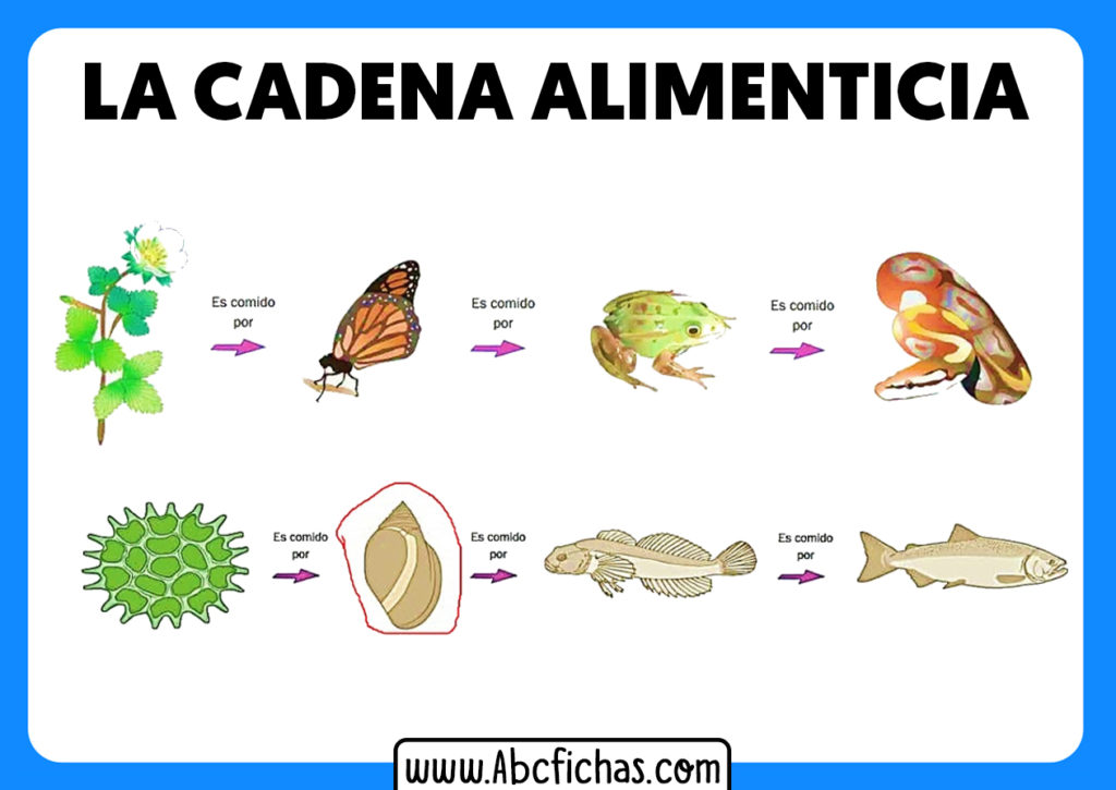 La Cadena Alimenticia O Trófica Abc Fichas 9708